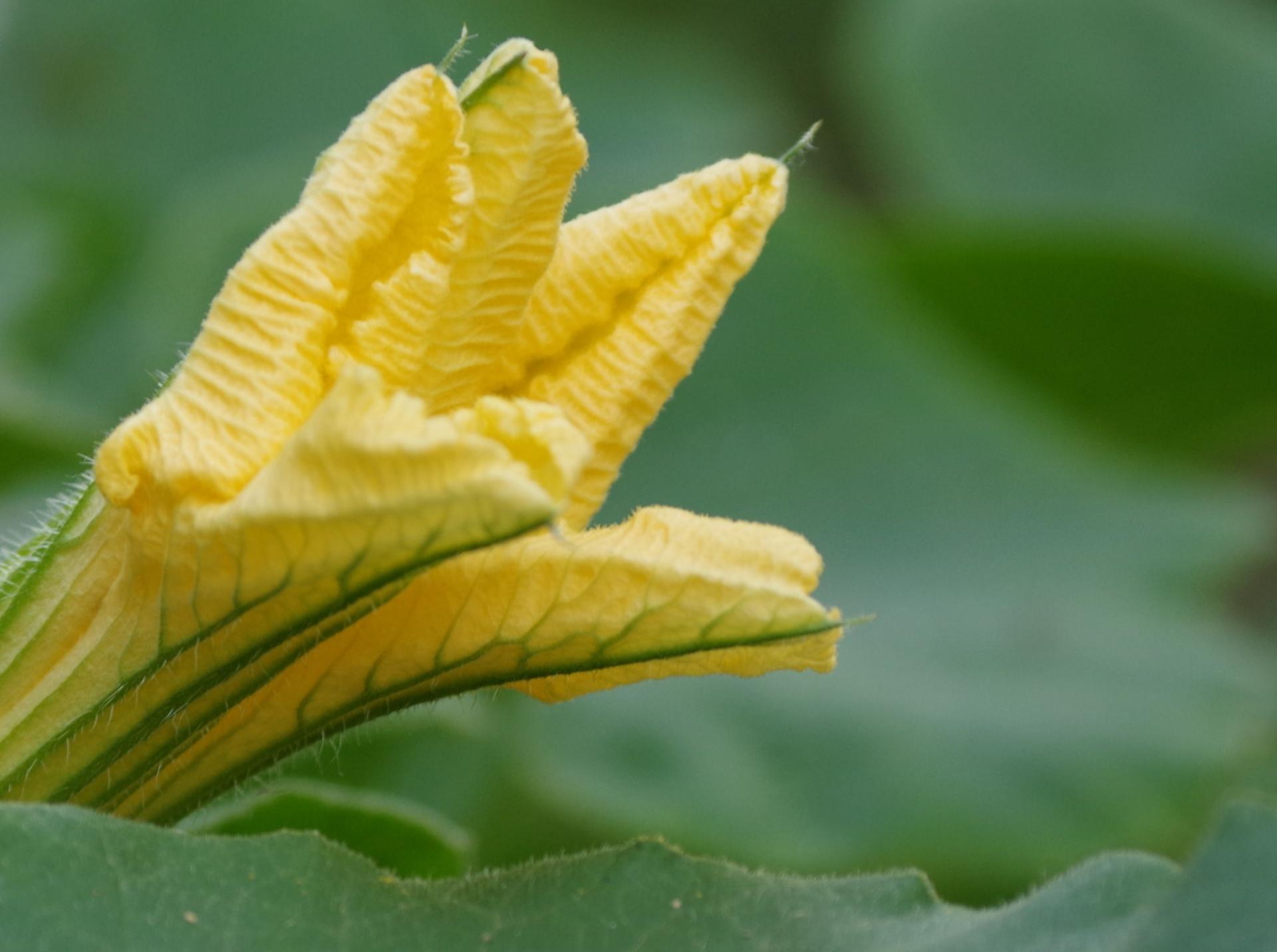 fleurdecourge